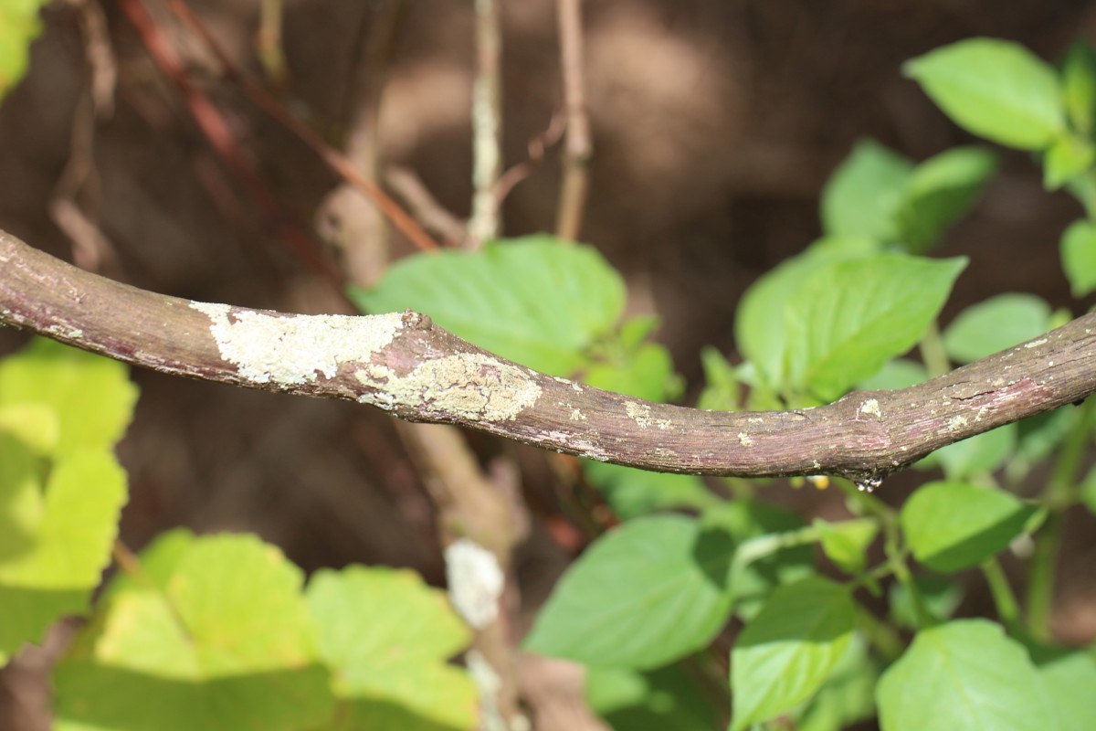 Vitis vinifera L.